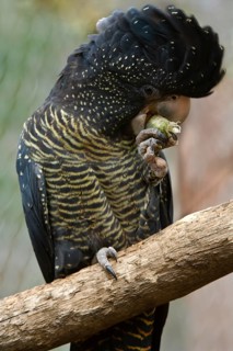 Red-tailed black cockatoo