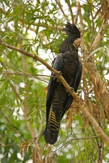 Red-tailed black cockatoo