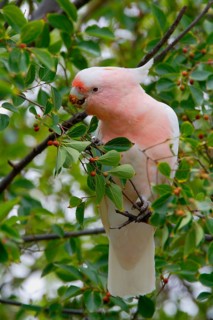 Major Mitchell's major mitchell's cockatoo