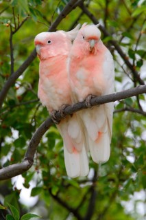 Major Mitchell's major mitchell's cockatoo
