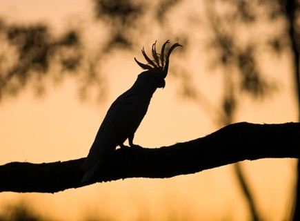 Sulphur-crested cockatoo
