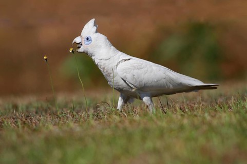 Small little corella