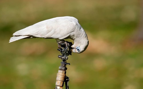 Small little corella