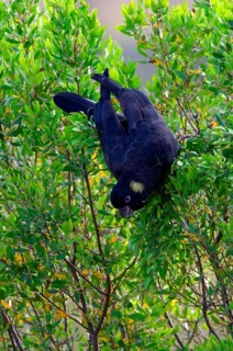 Yellow-tailed black cockatoo