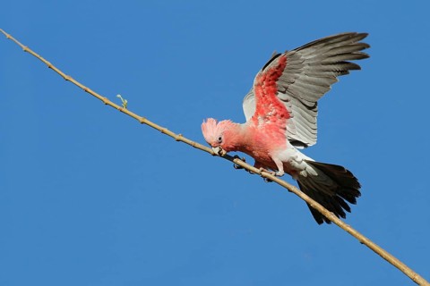 Galah