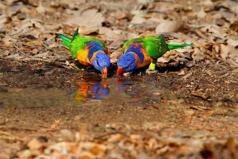 Red-collared lorikeet