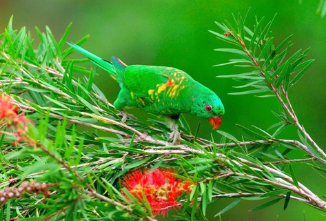 Scaly-breasted Lorikeet