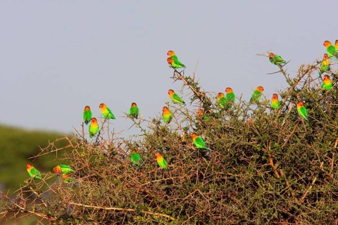 Fisherman's lovebird