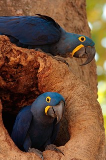 Hyacinth Macaw