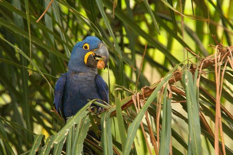 Hyacinth Macaw