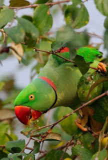 Alexandrine parakeet