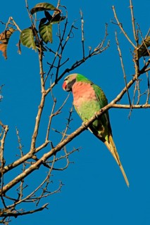 Red-breasted Parakeet