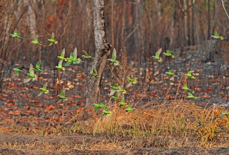 Mixed flock of Red-breasted Parakeet