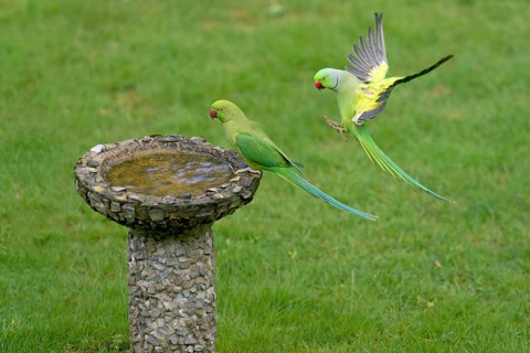 Rose-ringed Parakeet