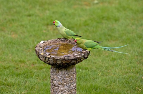 Rose-ringed Parakeet