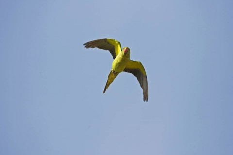 Rose-ringed Parakeet