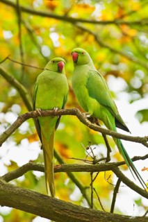 Rose-ringed Parakeet