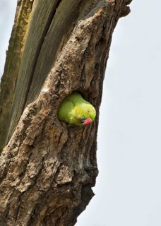 Rose-ringed Parakeet
