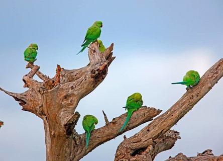 Rose-ringed Parakeet