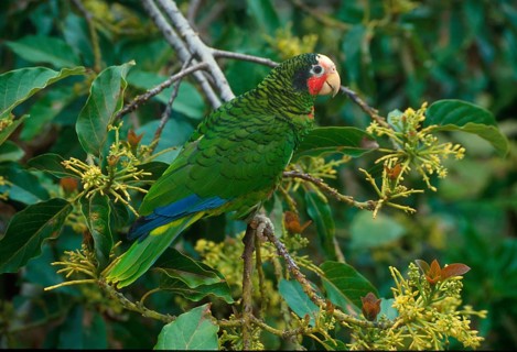 Grand Cayman Amazon