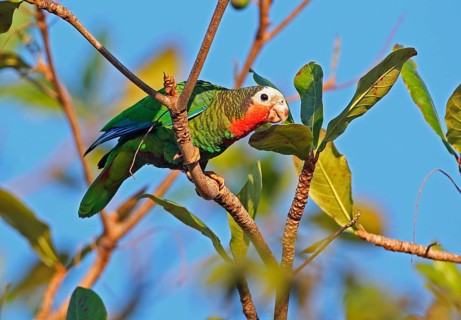 Eastern Cuba Amazon