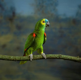 Blue-fronted Amazon