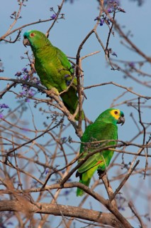 Blue-fronted Amazon