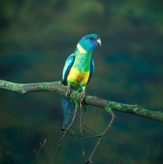 Barnard parakeet