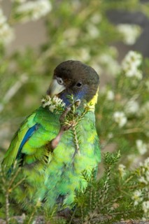 Australian ringneck