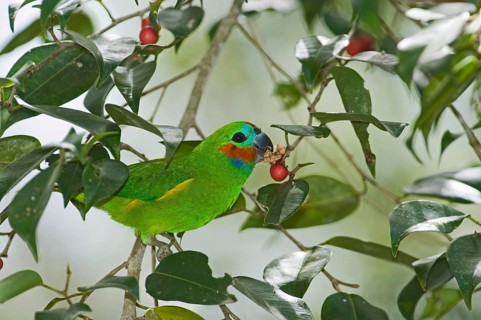 Diademed Fig-parrot