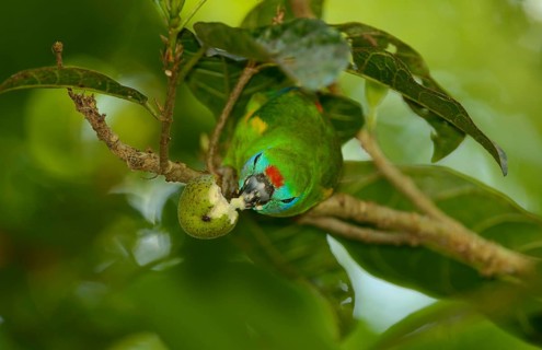 Opopsitta diophthalma