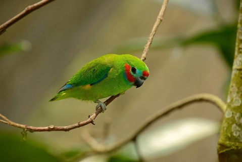 Opopsitta diophthalma