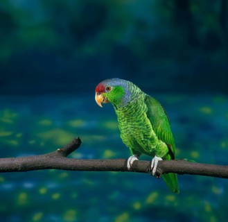 Parrot