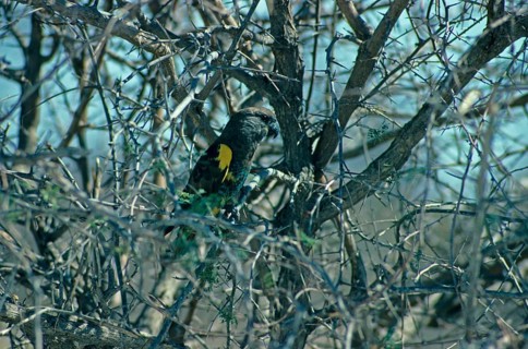 Meyer's parrot