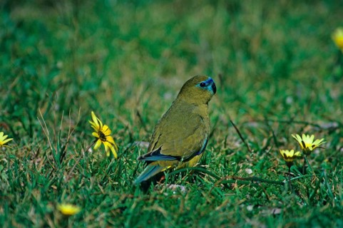 Rock parrot