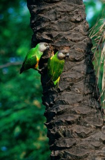 Parrot