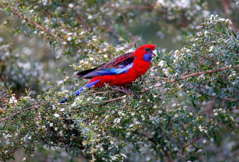 Crimson crimson rosella