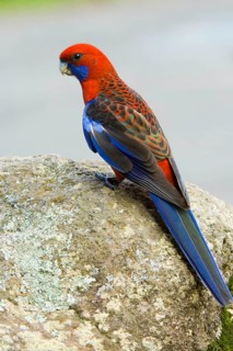 Pennant parakeet