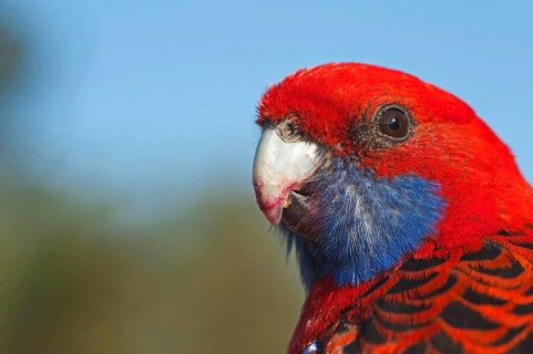 Crimson Rosella