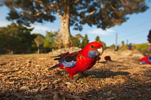 Crimson Rosella