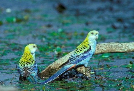 Pale-headed Rosella