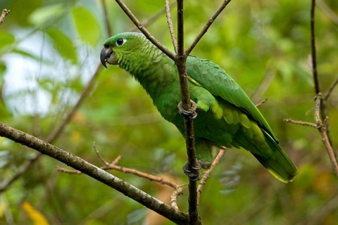 Southern mealy amazon