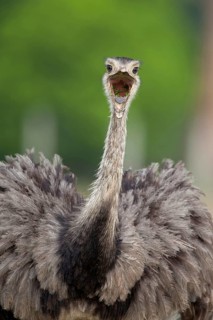 Greater greater rhea