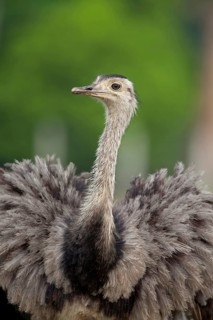 Greater greater rhea