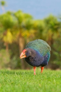 Takahe