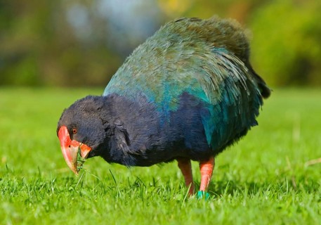 Takahe