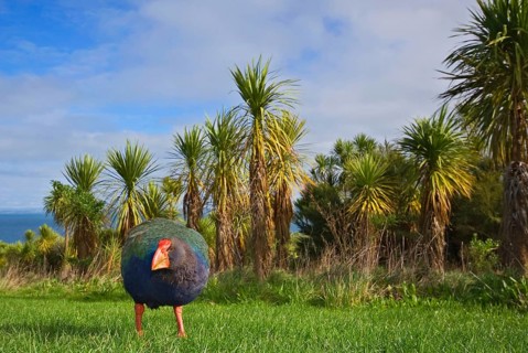 Takahe