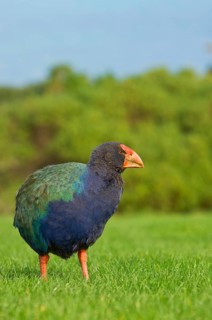 Takahe