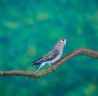 Bourke's Parakeet