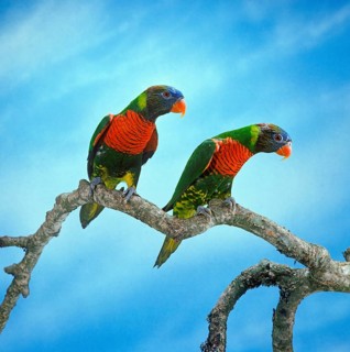 Black-bellied Lory